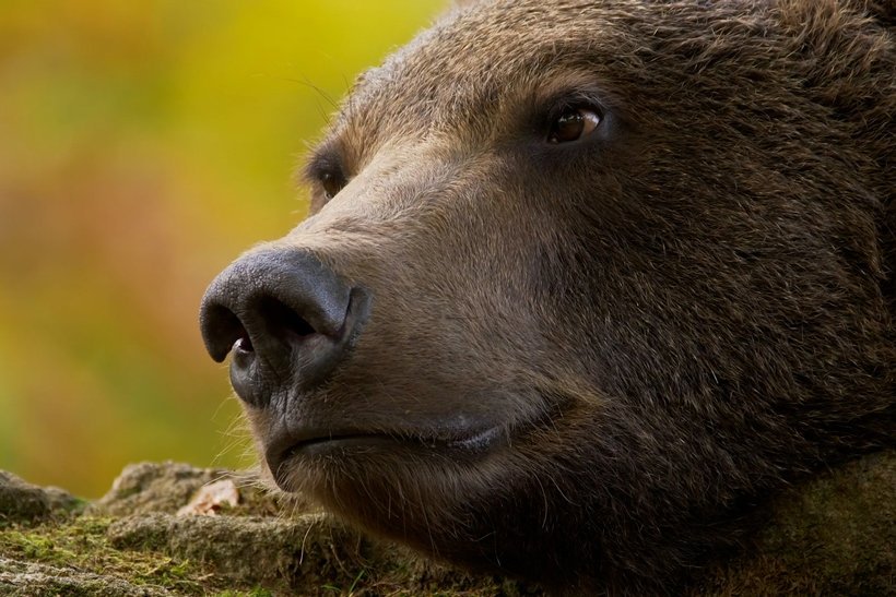 Close-up view of a brown bear's face resting on a rock, with soft focus on the background showing warm yellow and green hues, suggesting an outdoor, natural setting. | sjhstudios