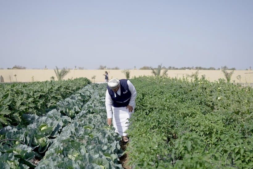 A man wearing traditional clothing bends over to inspect crops growing in rows of a green, well-maintained field under a clear blue sky. A beige wall and palm trees are visible in the background. | sjhstudios