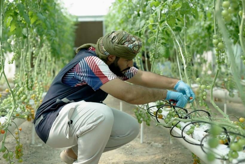 A man wearing a turban, gloves, and casual clothes inspects or tends to tomato plants in a greenhouse, surrounded by rows of green vines with ripening tomatoes. | sjhstudios