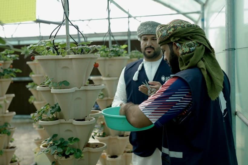 Two men in traditional Middle Eastern attire tend to strawberries growing in tiered pots in a greenhouse. One man holds a green bowl, while the other observes. Both wear vests over their clothing. | sjhstudios