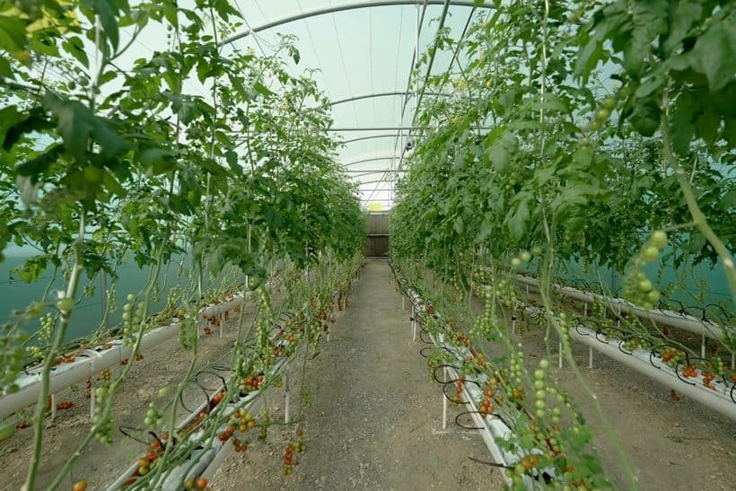 Rows of tall, green tomato plants grow inside a greenhouse with a curved, translucent roof. The plants are supported by trellises, and ripe and unripe tomatoes hang from the vines above sandy soil paths. | sjhstudios